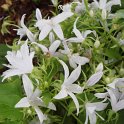 Campanula poscharskyana 'Alba' fleur